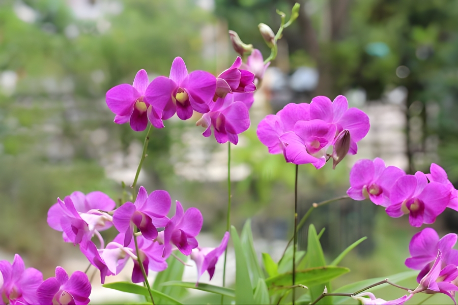 lan dendro lai hồ điệp mini