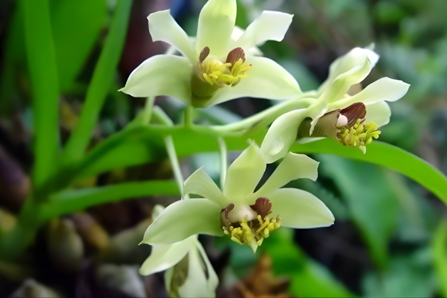 dendro lai hồ điệp Trường Sơn