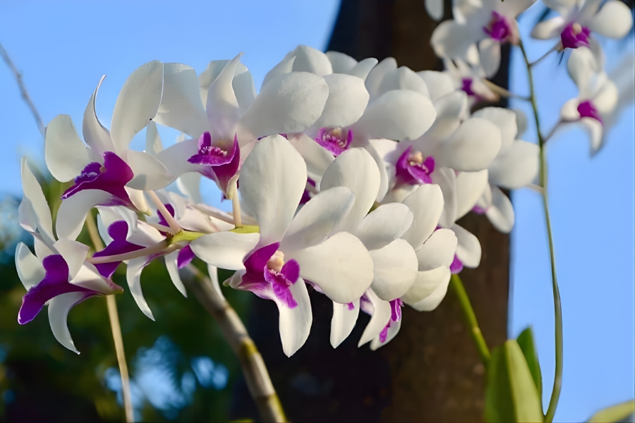 dendro lai hồ điệp xuân