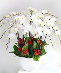chậu lan hồ điệp 3 tầng trắng