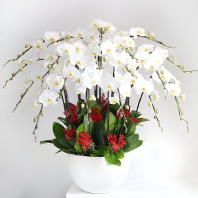 Lan Hồ Điệp 3 Tầng