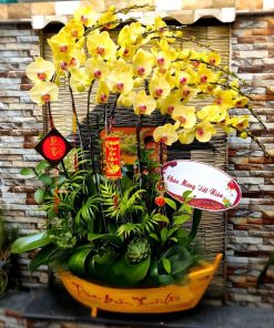 Hoa lan hồ điệp chậu thuyền chậu lan hồ điệp thuyền