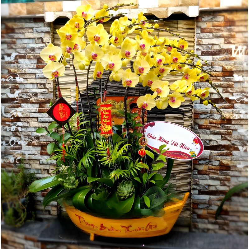 Hoa lan hồ điệp chậu thuyền chậu lan hồ điệp thuyền