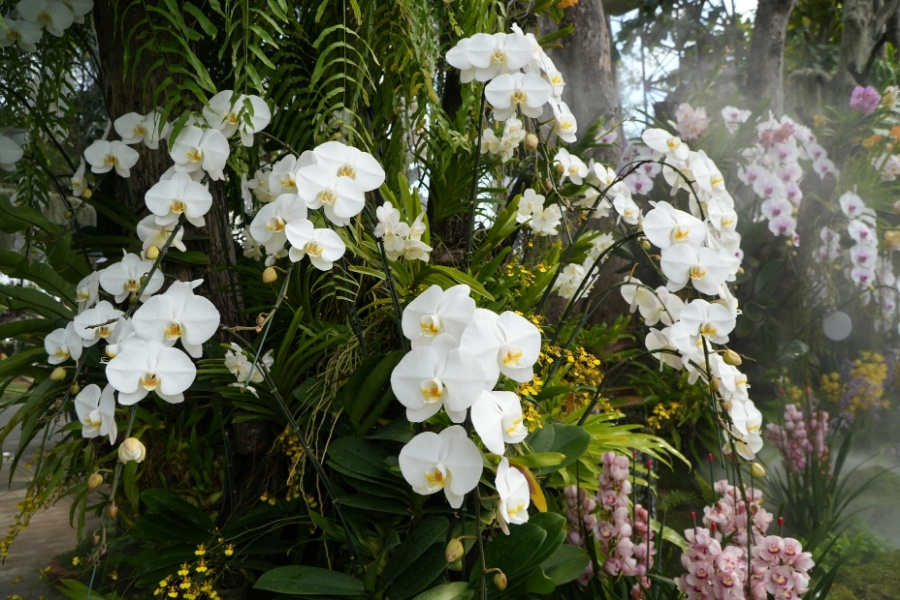 lan hồ điệp kém chất lượng