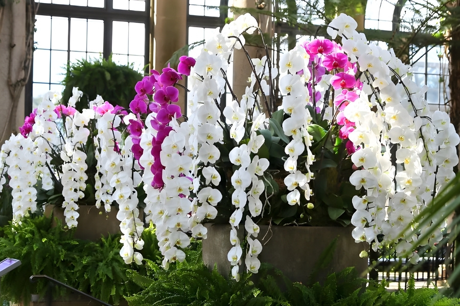 lan hồ điệp nữ hoàng đài loan