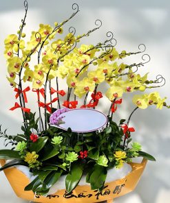 hoa lan hồ điệp chậu thuyền