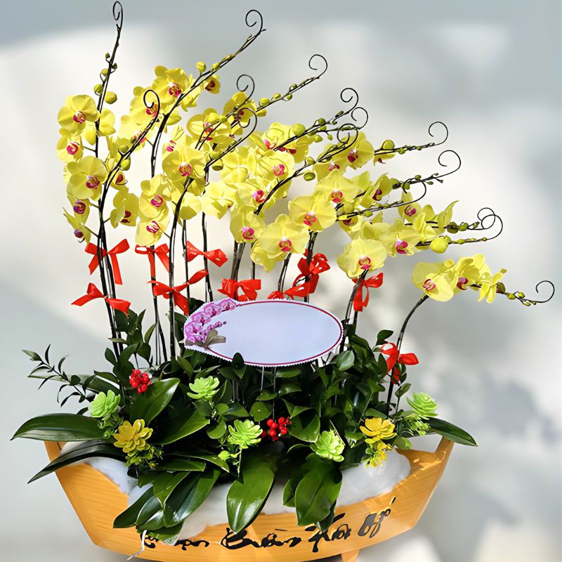 Hoa lan hồ điệp chậu thuyền hoa lan hồ điệp chậu thuyền