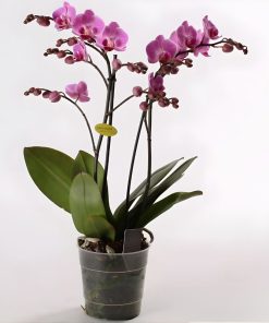 chậu lan tím 2 vòi đẹp