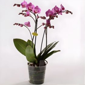 Lan Hồ Điệp Tím 2 Vòi