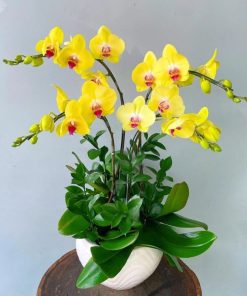 chậu lan hồ điệp phát tài