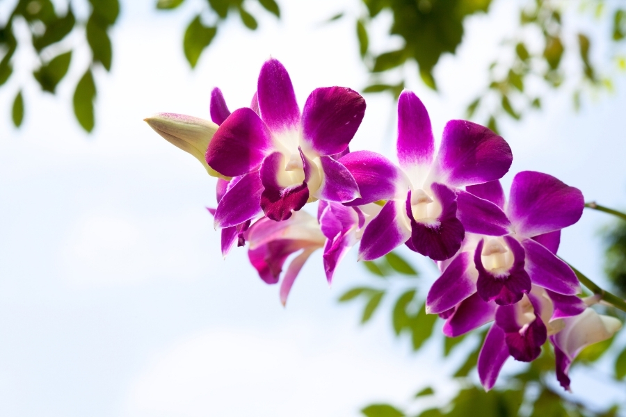 giá trị của hoa lan tím