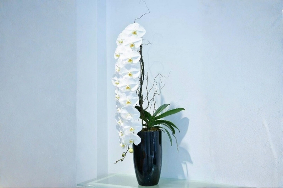 mẫu lan hồ điệp nữ hoàng