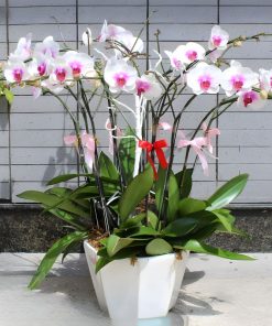 giá chậu hồ điệp trắng lưỡi tím