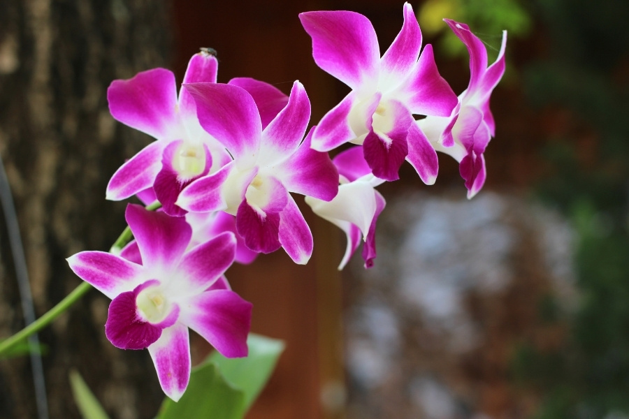  lưu ý chăm sóc lan tím