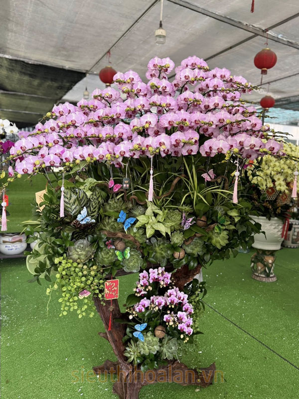 Mua lan hồ đipệ thanh lý sau Tết giá tốt