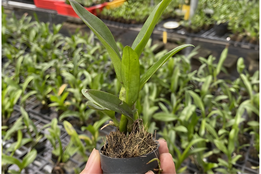 cách chọn giống lan dendro