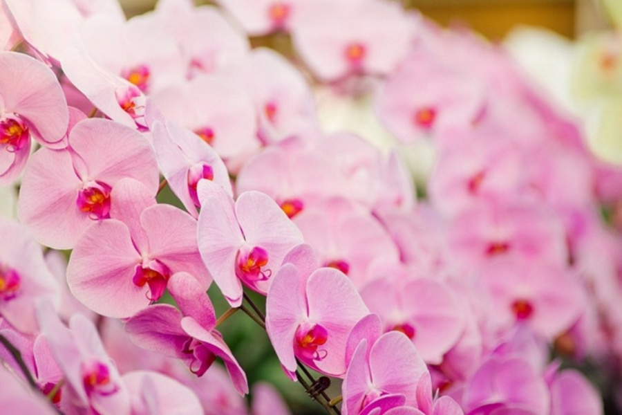 chậu lan hồ điệp nữ hoàng