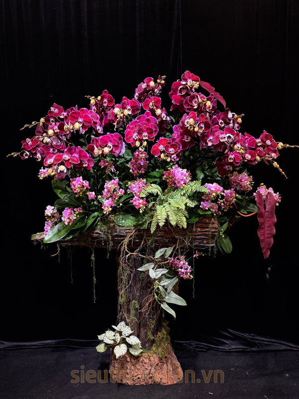 Nơi thu mua lan hồ điệp sau tết giá tốt tại Hà Nội