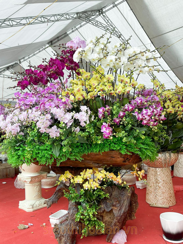 Nơi thu mua lan hồ điệp sau Tết uy tín tại hà noi