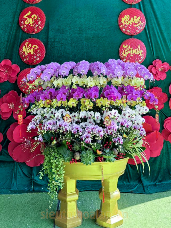 Qui trình thu mua lan hồ điệp giá tốt tại Hà Nội