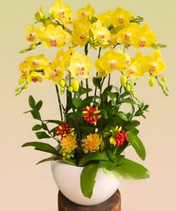 lan hồ điệp vàng lưỡi đỏ