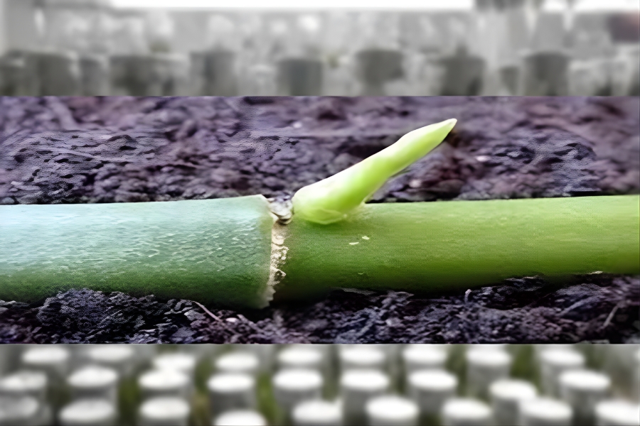 nhân giống hoa lan tím Huế