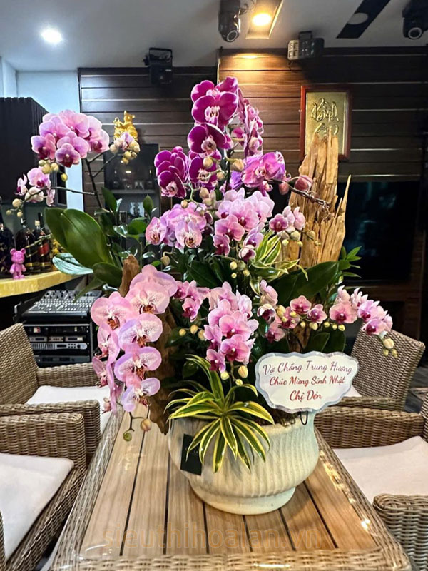 Thu mua hoa lan sau Tết giá tốt tại Hà Nội