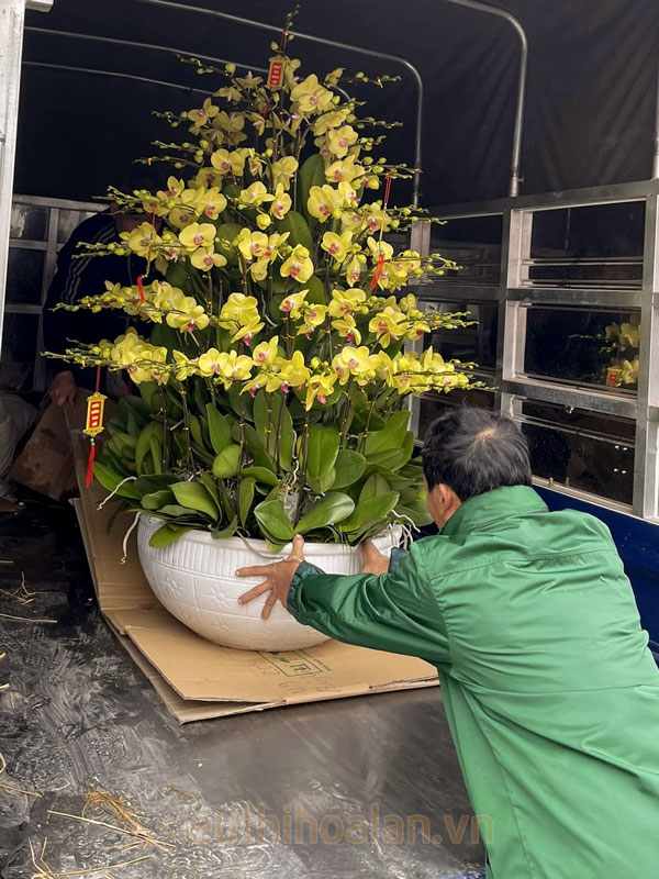 Thu mua lan hồ điệp sau tết giá tốt 