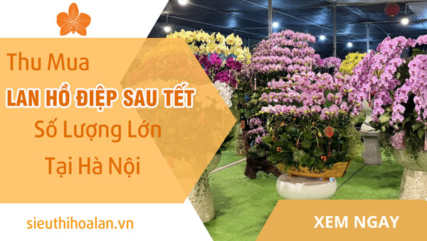 Thu Mua Lan Hồ Điệp Sau Tết Số Lượng Lớn Tại Hà Nội