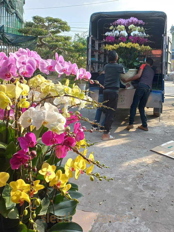 Bán lan hồ điệp sau tết giá cao