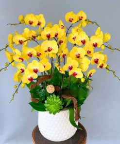 giá hồ điệp vàng lưỡi đỏ