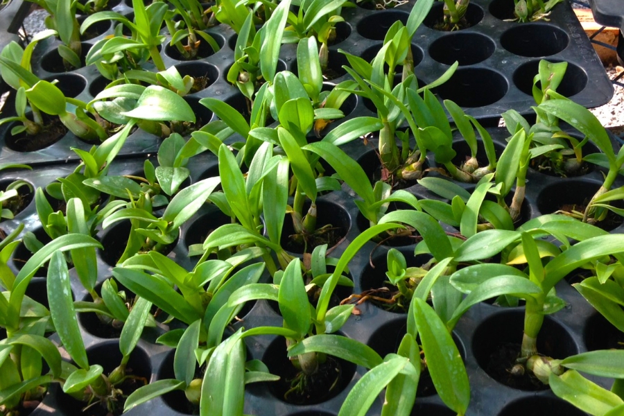 trồng lan dendro lai hồ điệp