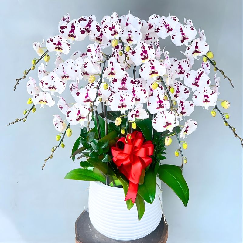 Lan Hồ Điệp Đốm Tím chậu lan hồ điệp đốm tím