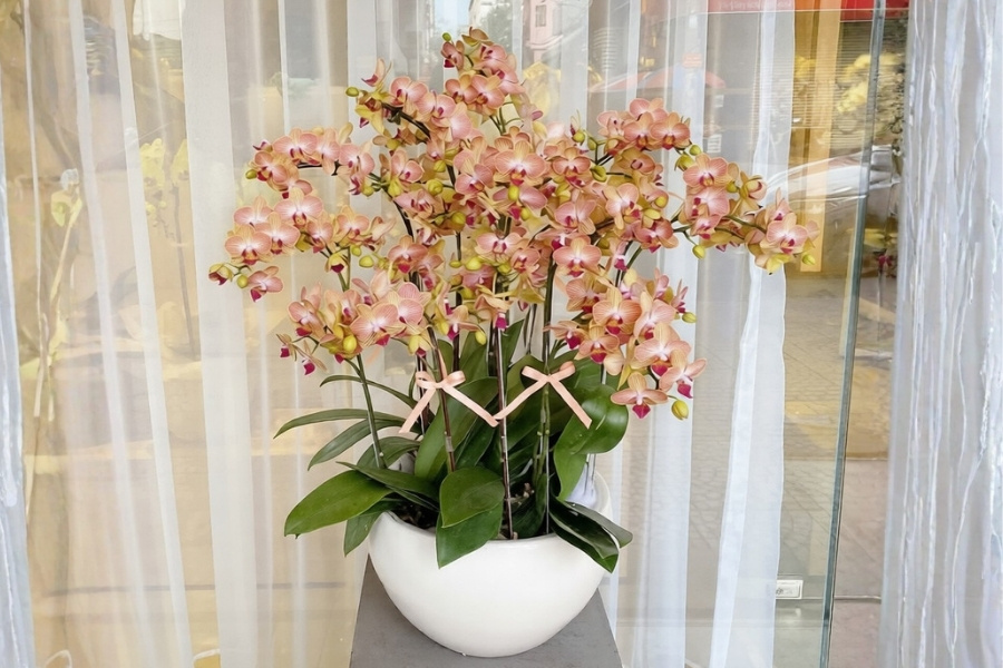 lan hồ điệp cam nổi bật