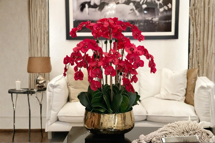 lan hồ điệp đỏ sang trọng