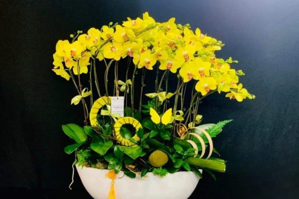 ý nghĩa hoa lan ngày tết