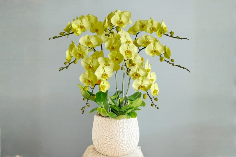 lan hồ điệp vàng tươi sáng