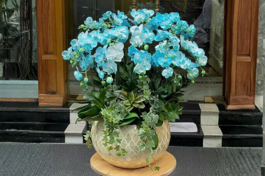 ý nghĩa lan hồ điệp ngày tết